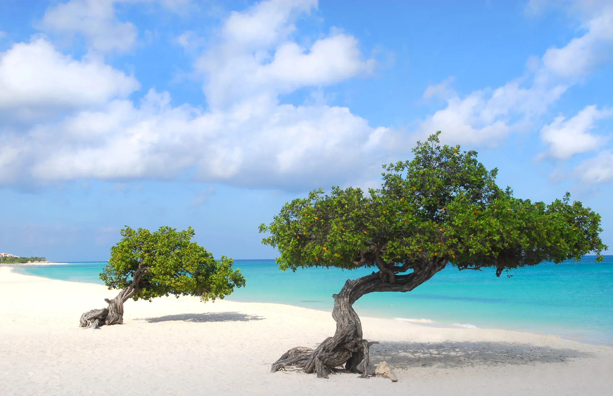 Wide white sand and turquoise water at Eagle Beach, Aruba
